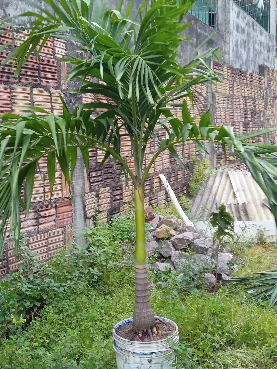 Palmeira Areca - Planta de Interior