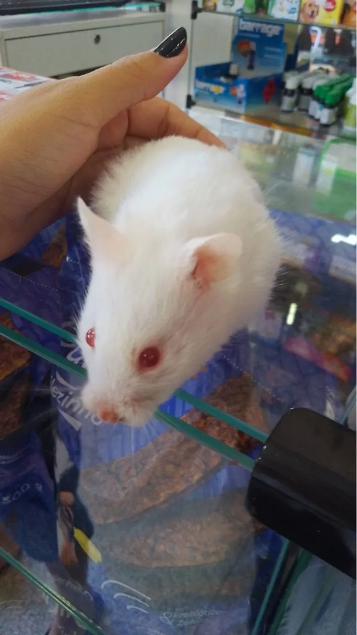 Kit Hamster