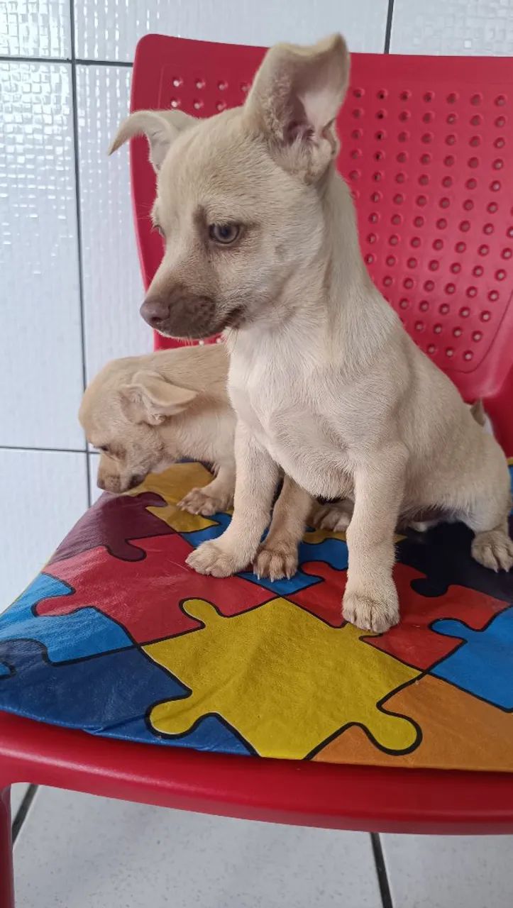 Machinho pinscher com chihuahua  - Foto 3