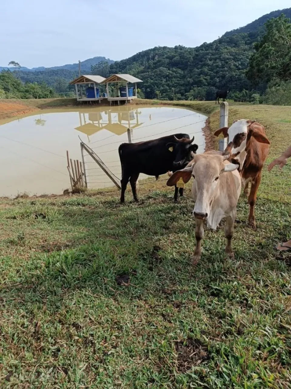 vendo sitio de porteira fechada no warnow em indaial sc