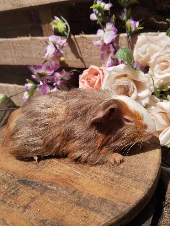 Linda fêmea de porquinho da índia fêmea  - Foto 2