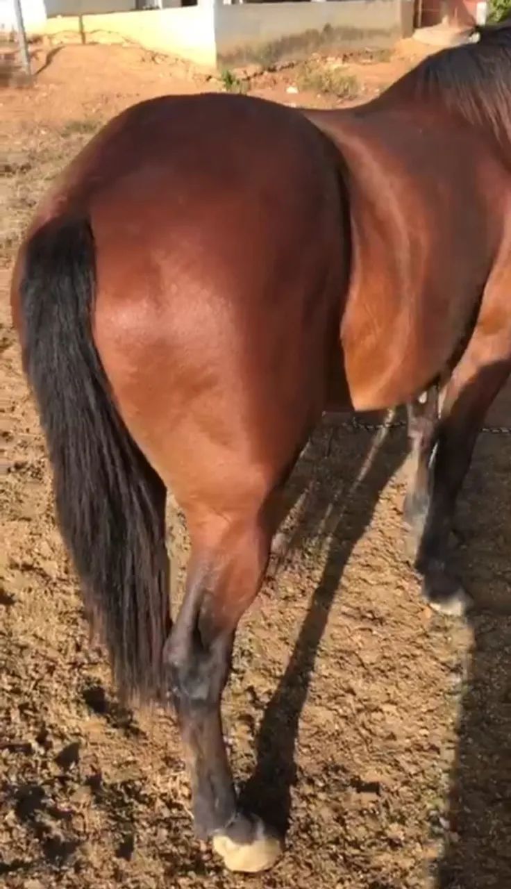 Cavalo quarto de milha domado - Foto 4