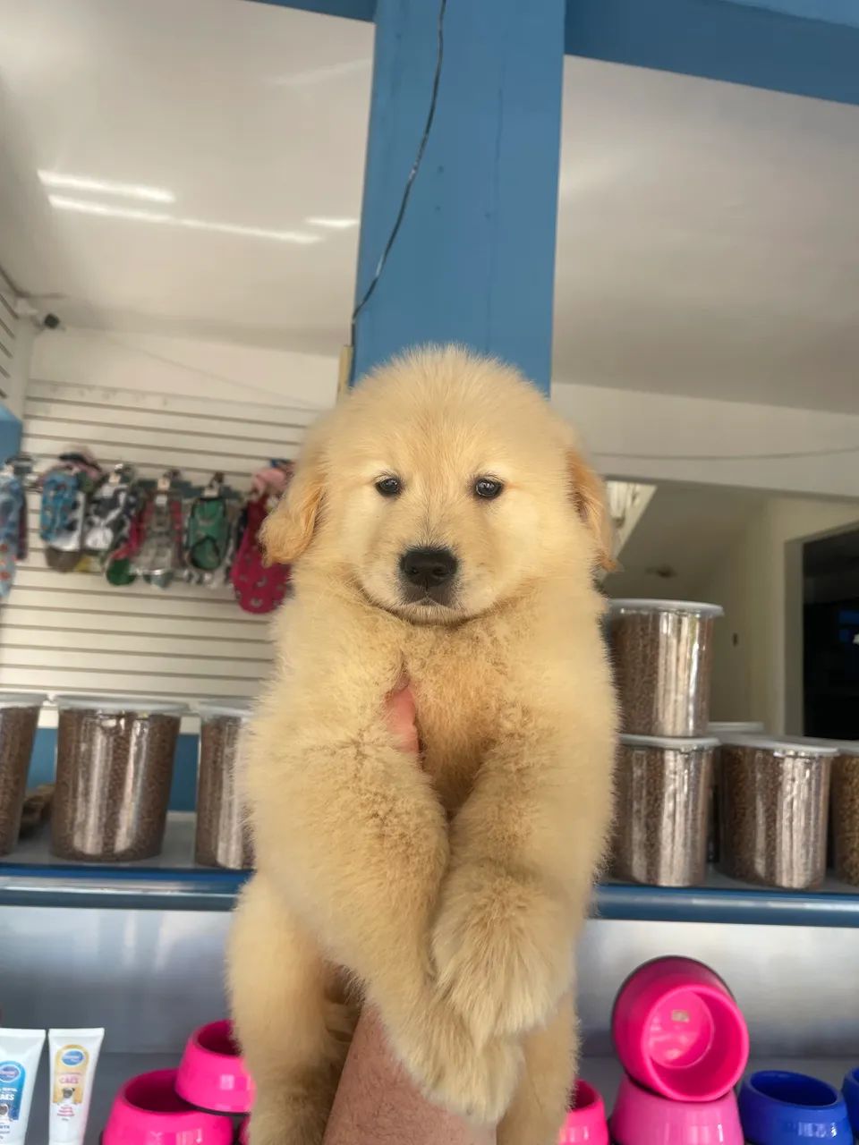 Golden Retriever macho $2.800,00