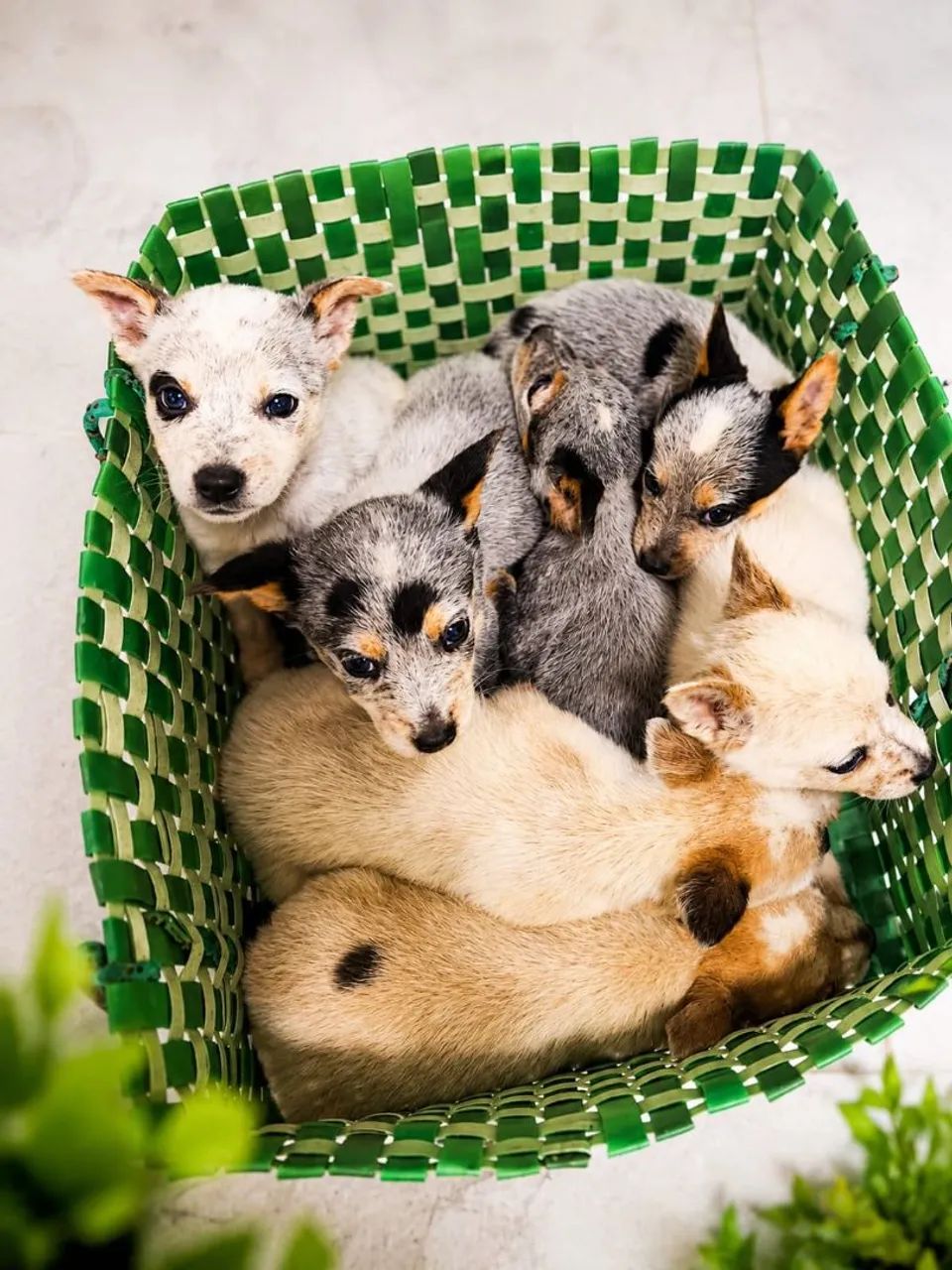 BLUE HEELER  - Foto 2