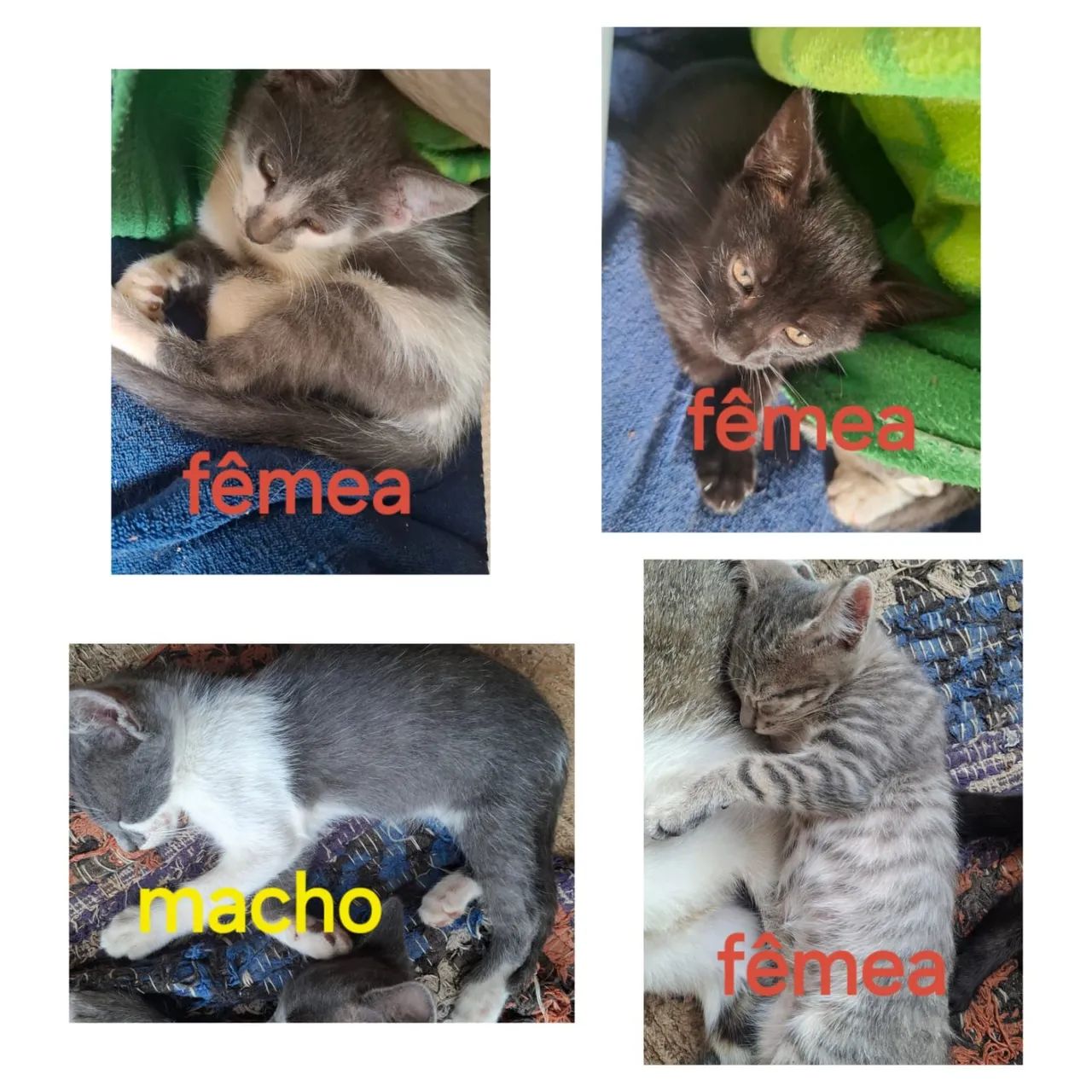 Gatos pra doar