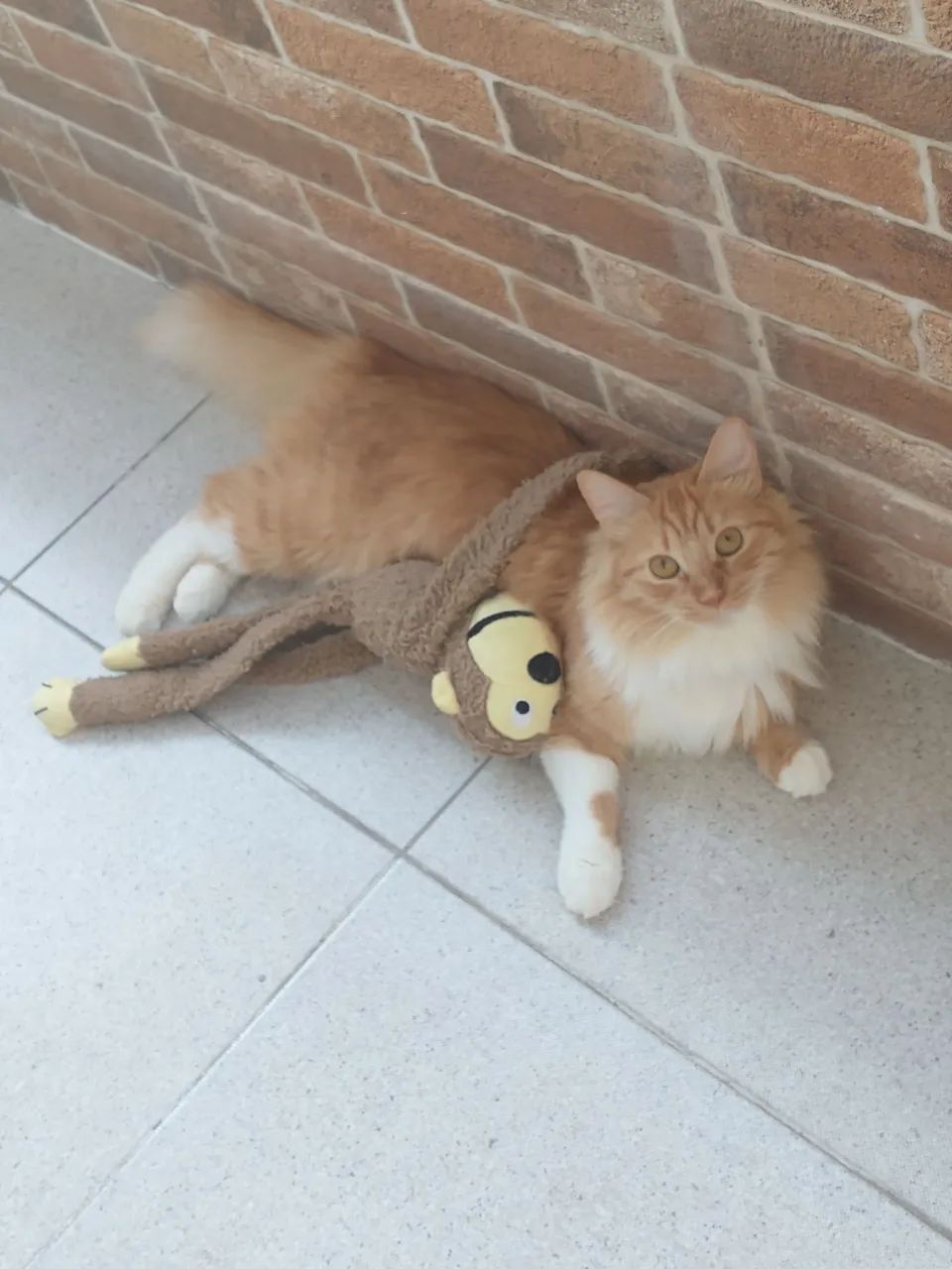 Doação de gatinhos 