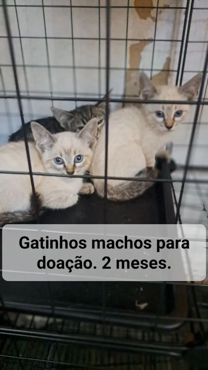 Gatinhos para doação - Foto 2