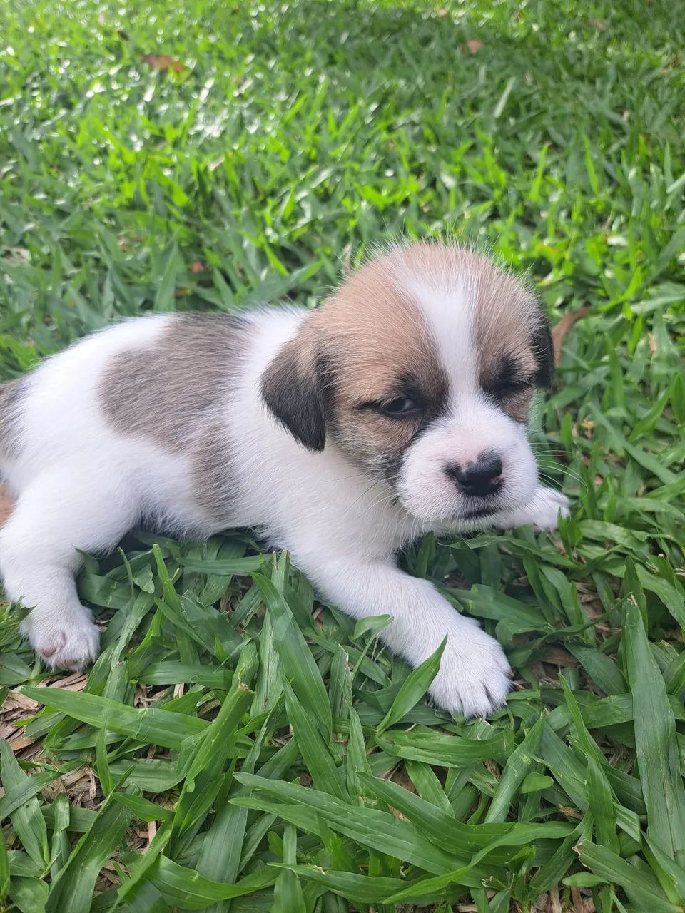 Filhotes de Shih Tzu - Foto 4