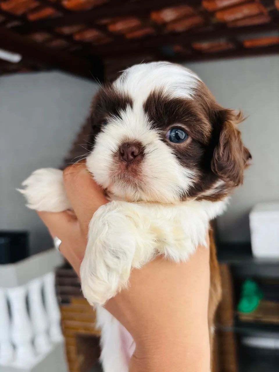 Shitzu macho branco com chocolate  - Foto 2