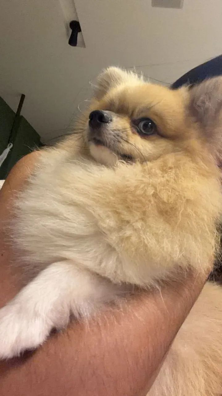 Spitz 