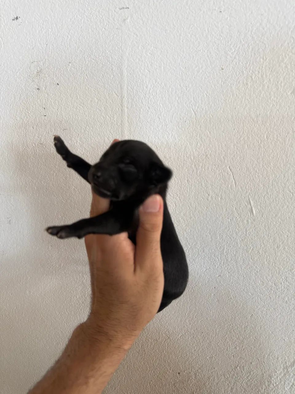 Pincher n0com1 