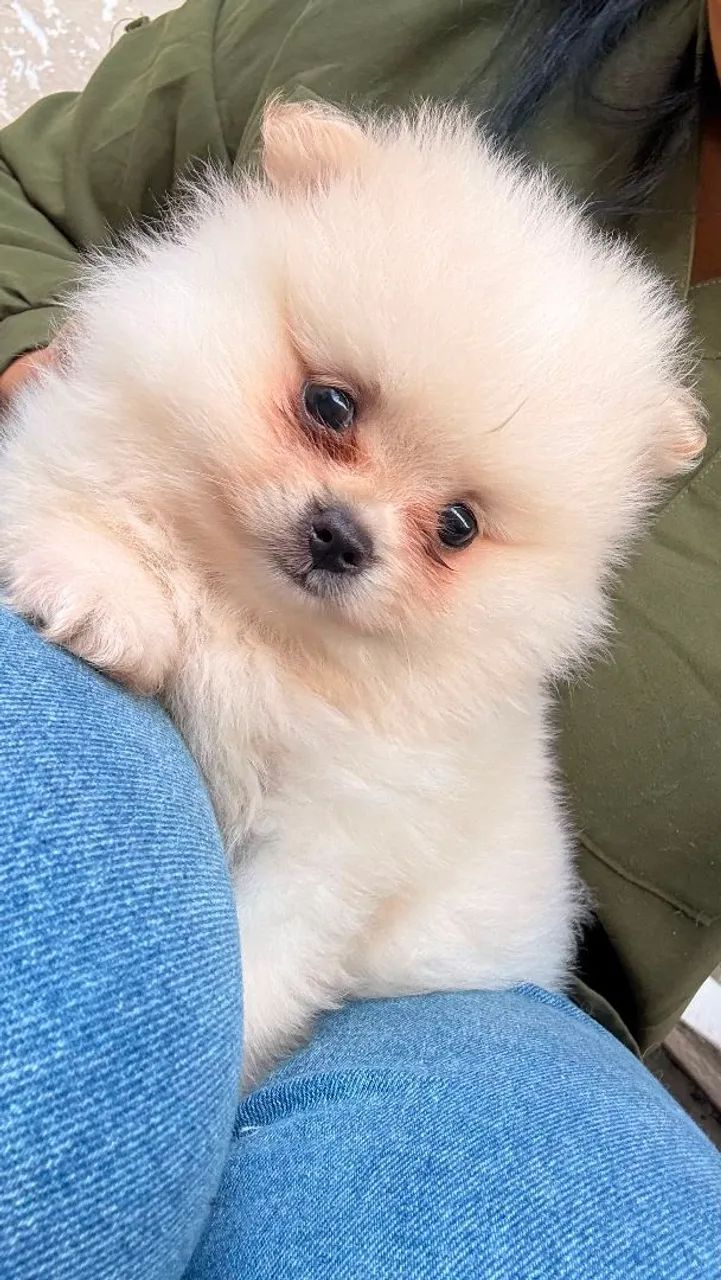 Filhotes spitz