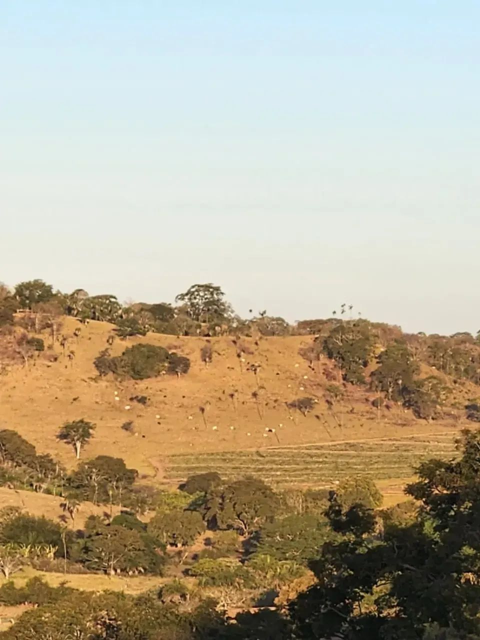 Fazenda a venda, em Uruana - Goiás!!! - Foto 4