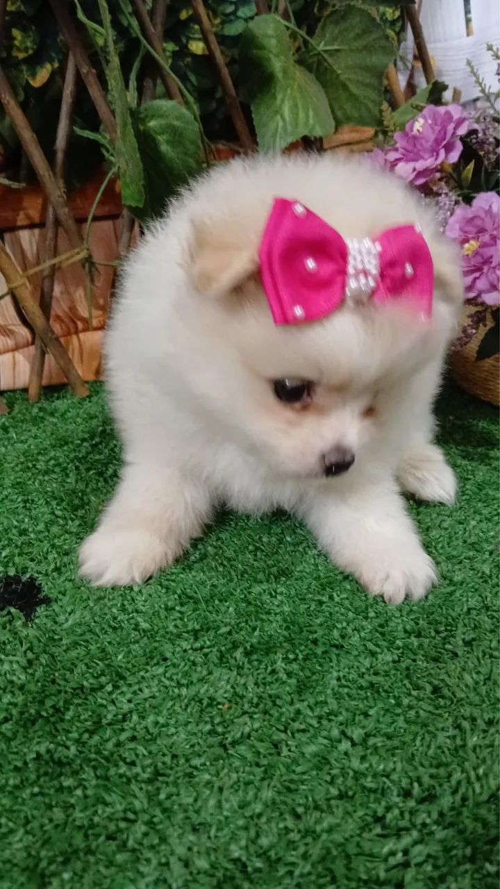 Spitz Alemão - Filhote Encantador - Foto 3