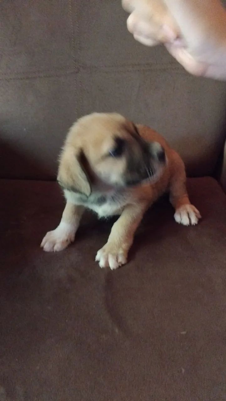 Cachorra  - Foto 2