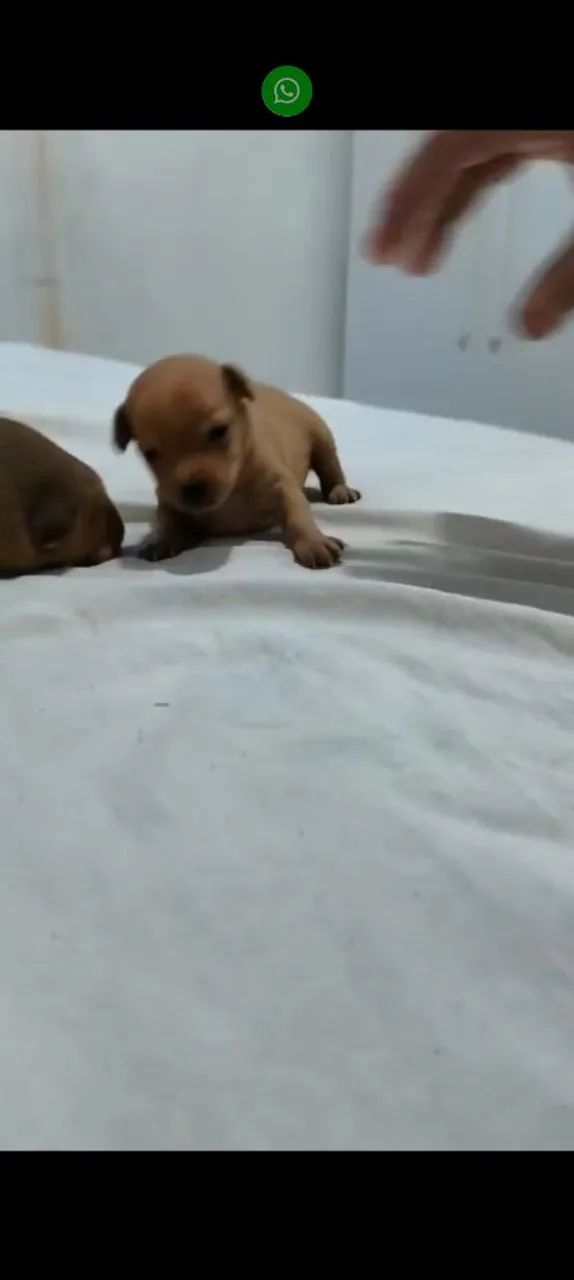 Pinscher  - Foto 3