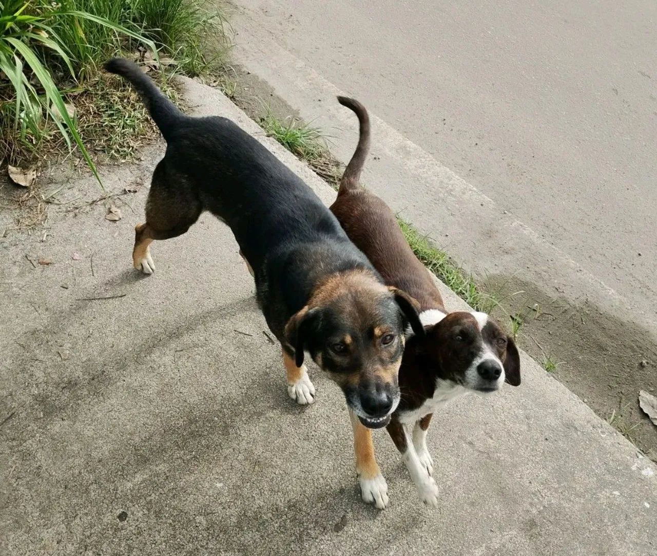 2 lindos machos castrados, abandonados ao relento com risco de atropelamento  - Foto 5