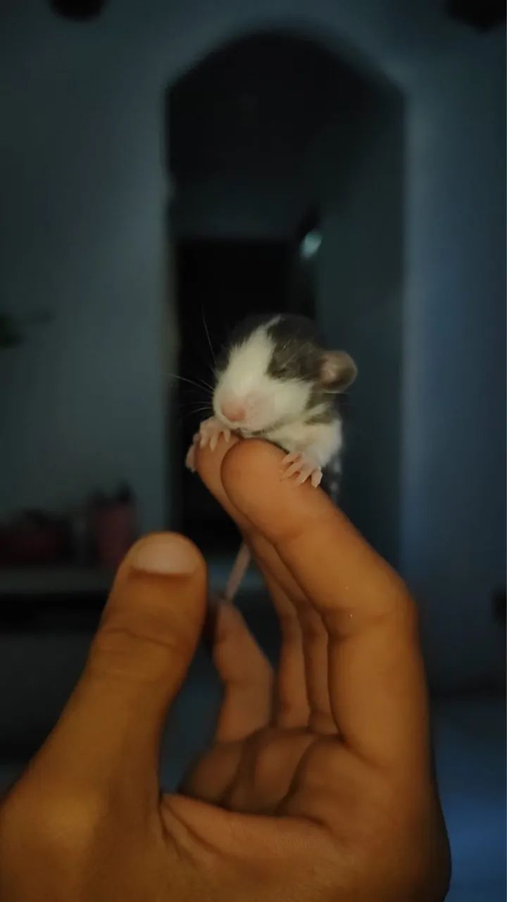 Rato Twister  - Foto 4