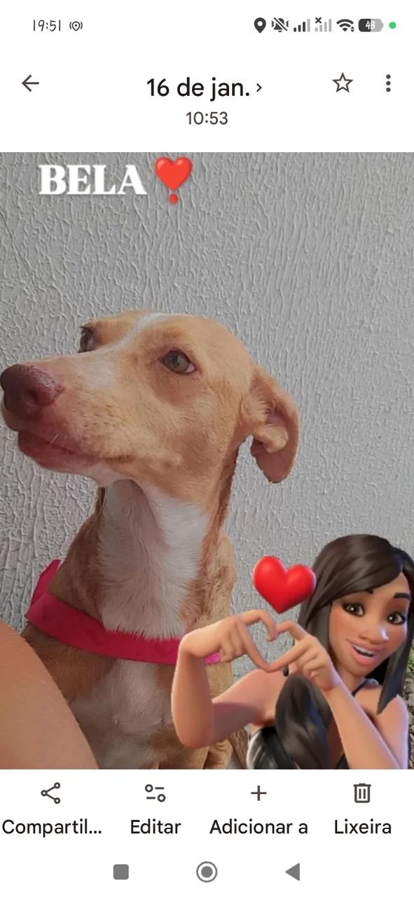 Animais para adoção 
