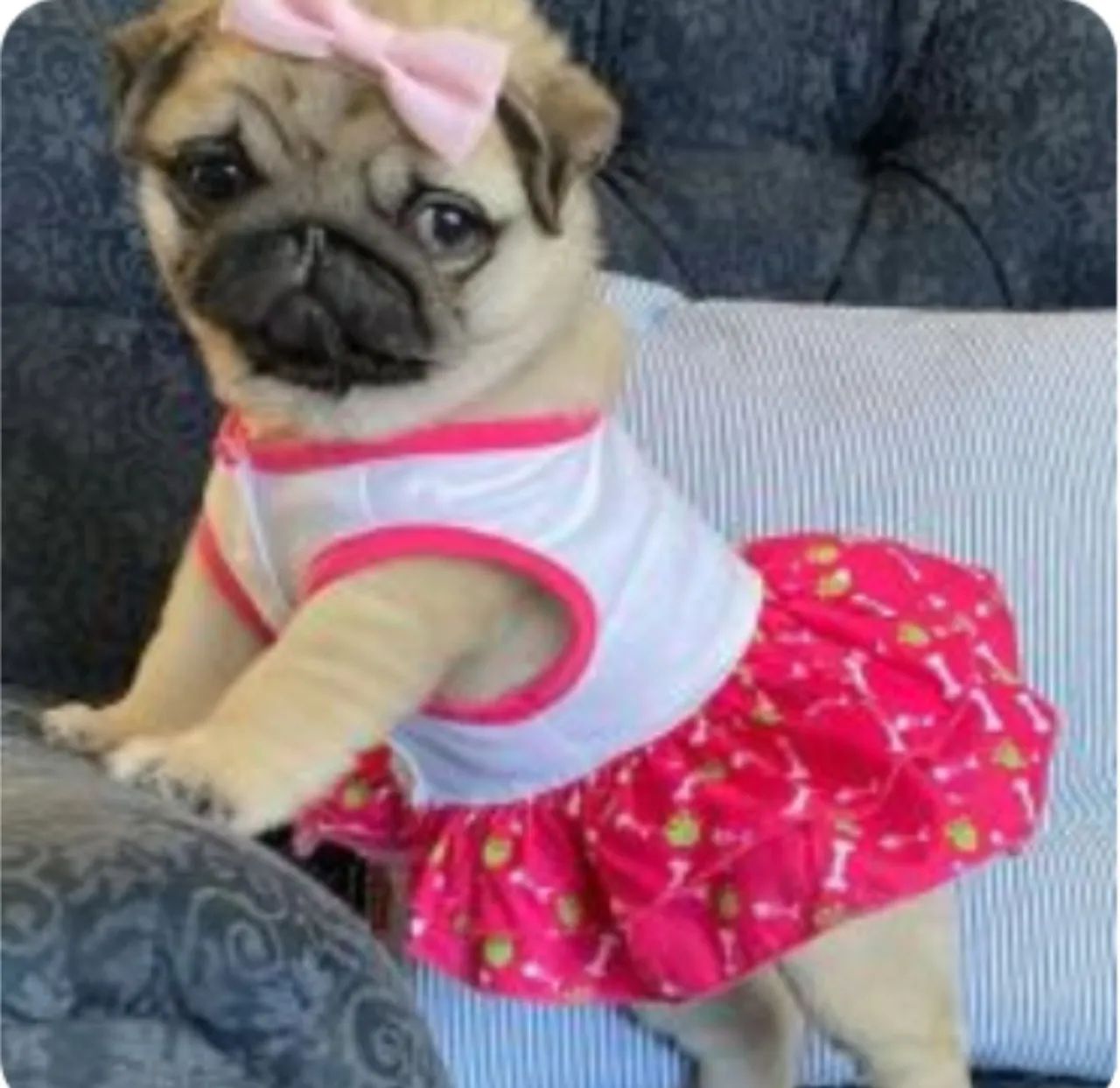 Sua linda bb de quatro patas de Pug!!! 