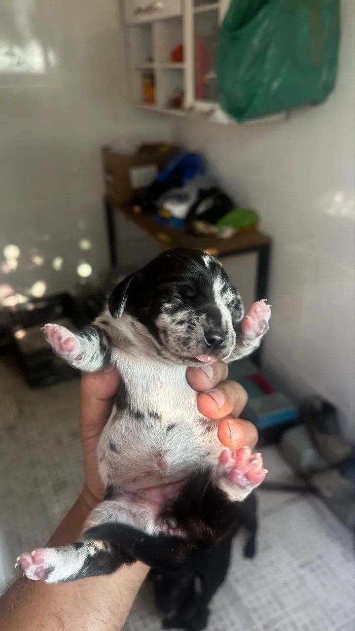 Filhotes de salsicha/Teckel/Basset Dachshund Miniatura/Anão  - Foto 3