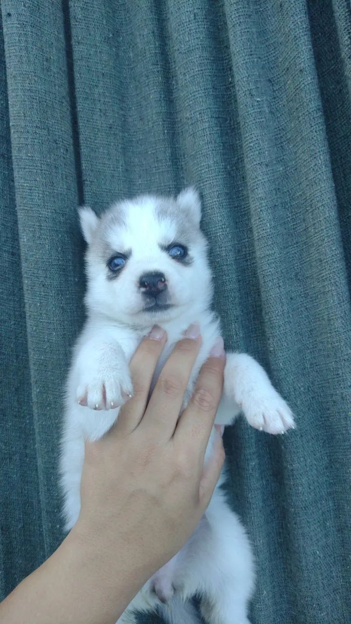 Filhotes de husky siberiano  - Foto 4