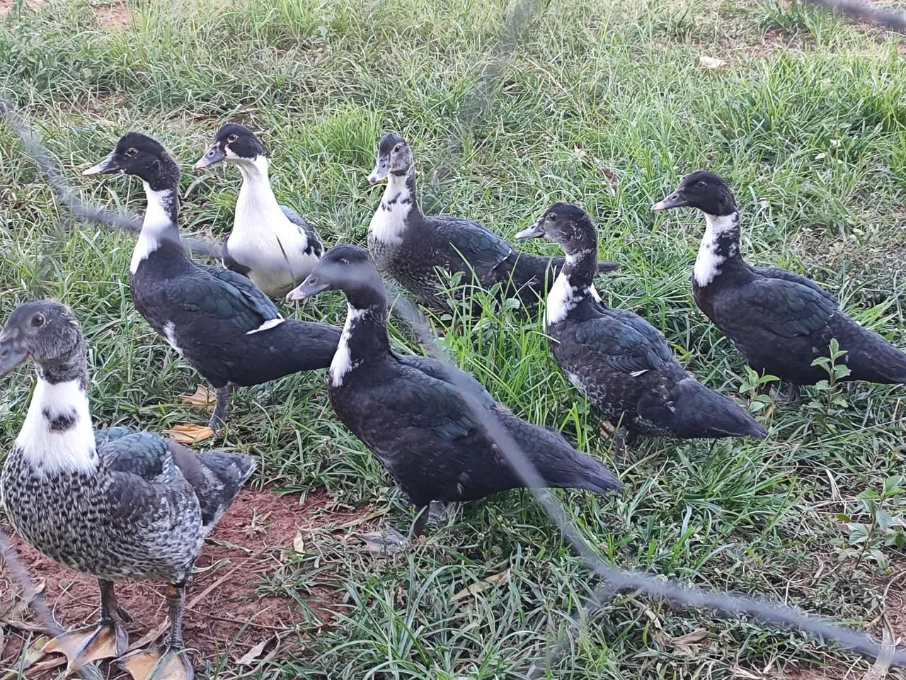 Pato e Pata 