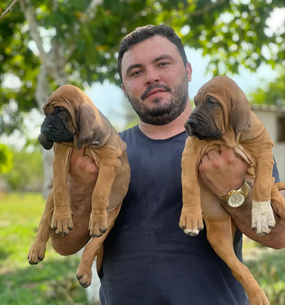 Filhote de fila brasileiro  - Foto 2