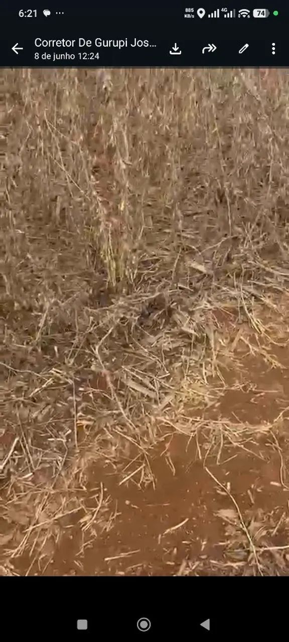 Fazenda de Arrendamento no Tocantins 1.800hec argila 35% a 40% - Foto 5