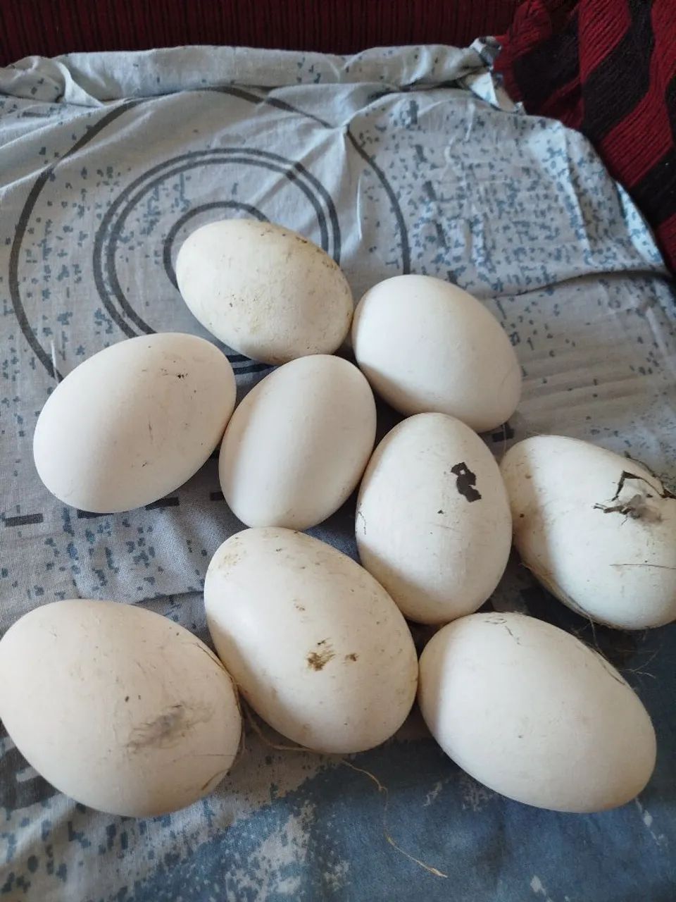 Ovos de ganso  - Foto 2