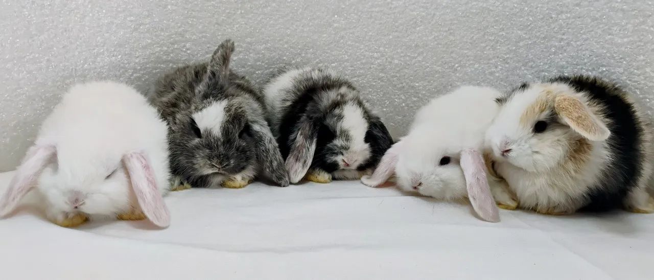 Mini Coelho Mini Lop