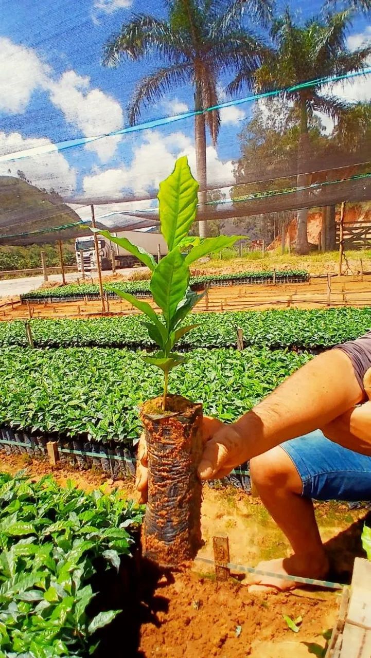 Mudas de café pronta entrega  - Foto 2