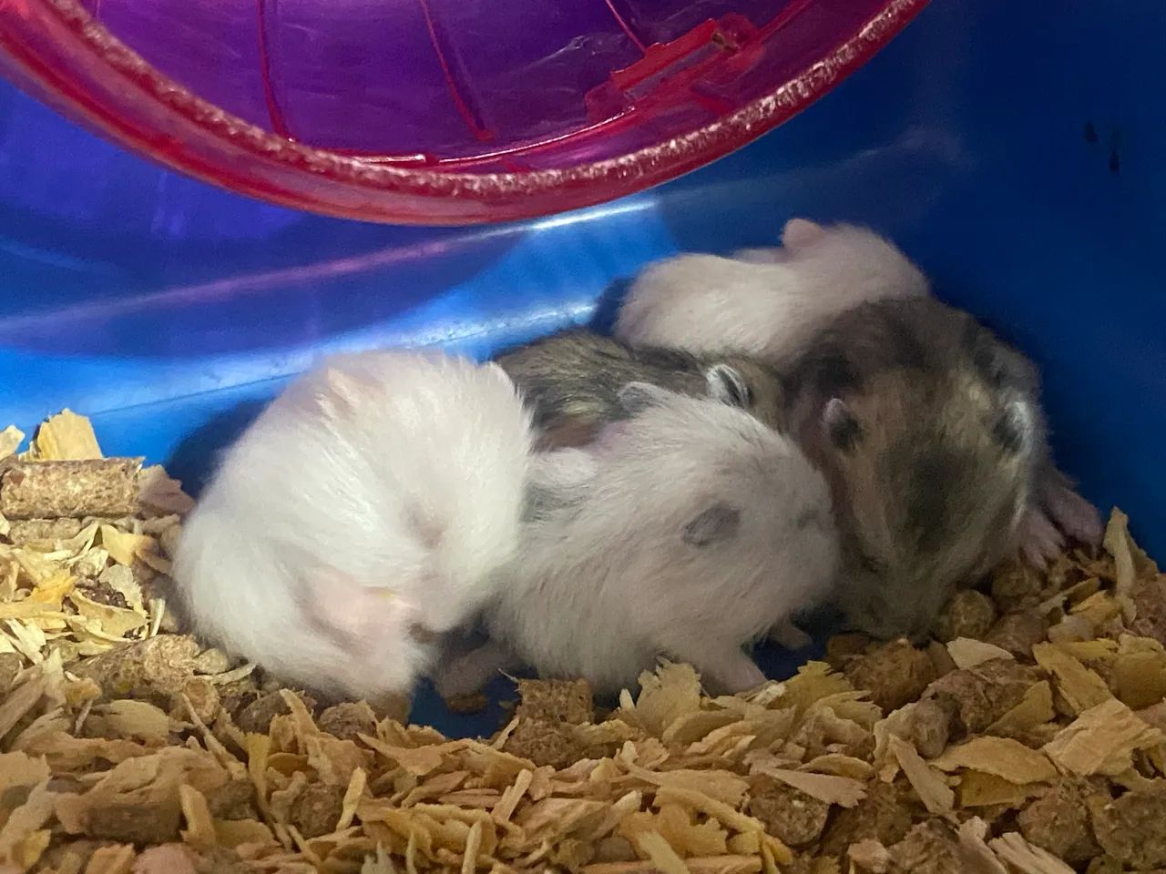 Hamster anão russo 65581384719234125