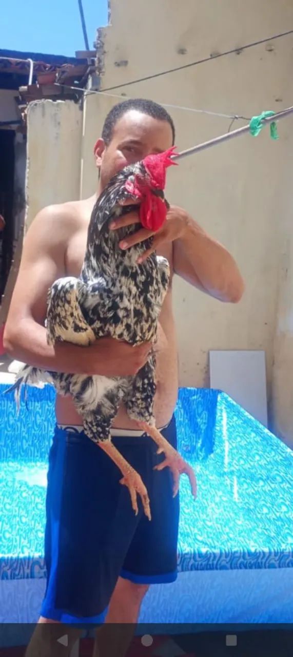 Galo GSB pesando 4 kilos 