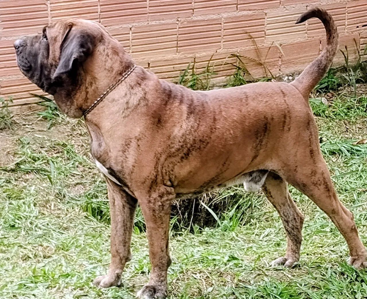 fila brasileiro  - Foto 4