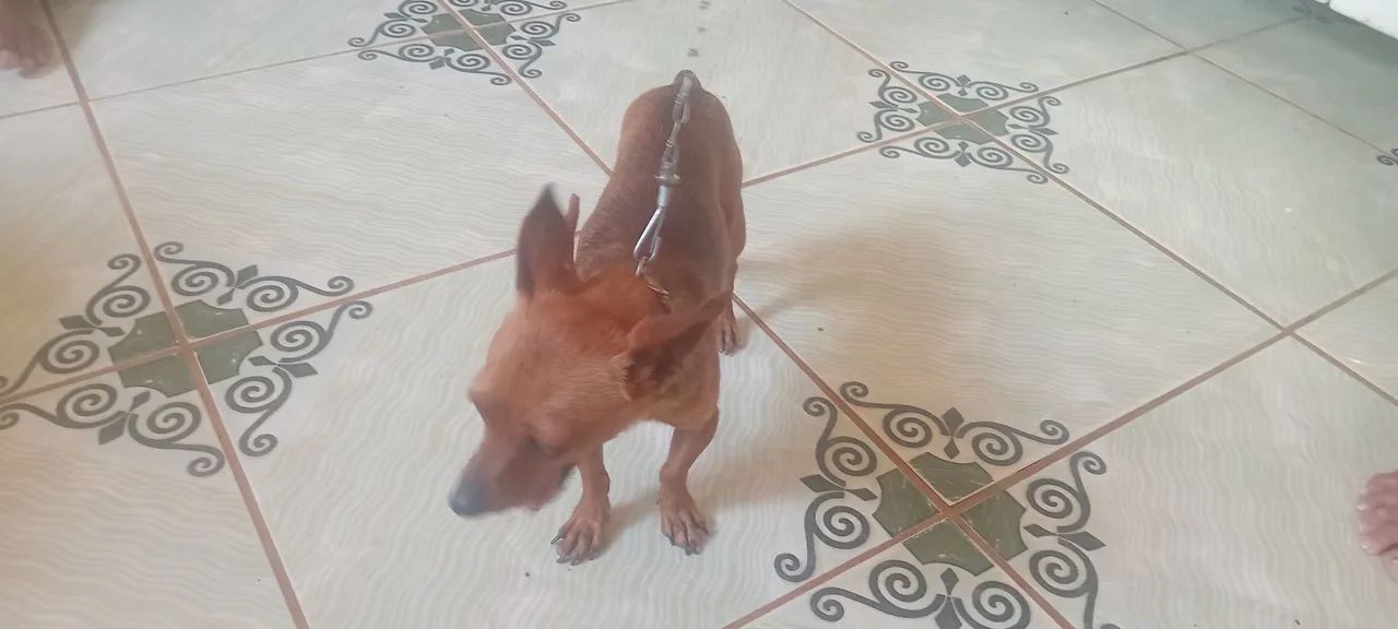 Cachorro Pinscher - Foto 5