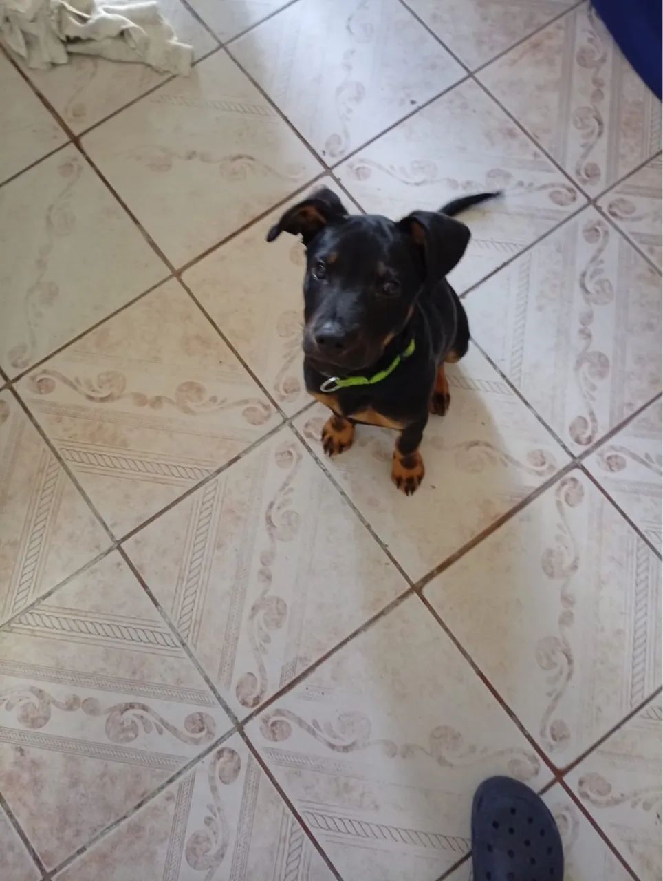 Cachorro SRD MACHO 5 meses 