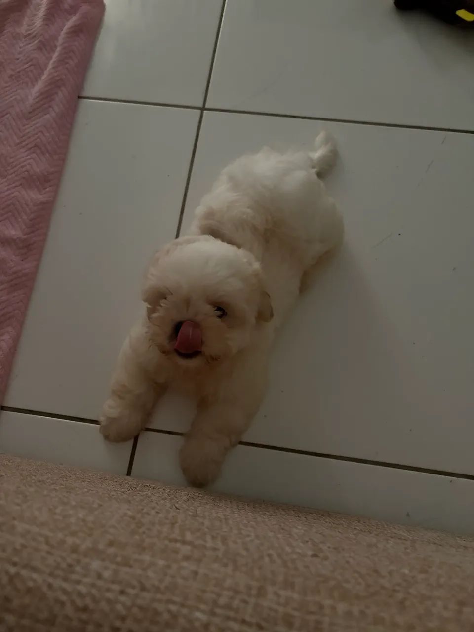 Shih Tzu ( Macho ) - Foto 3