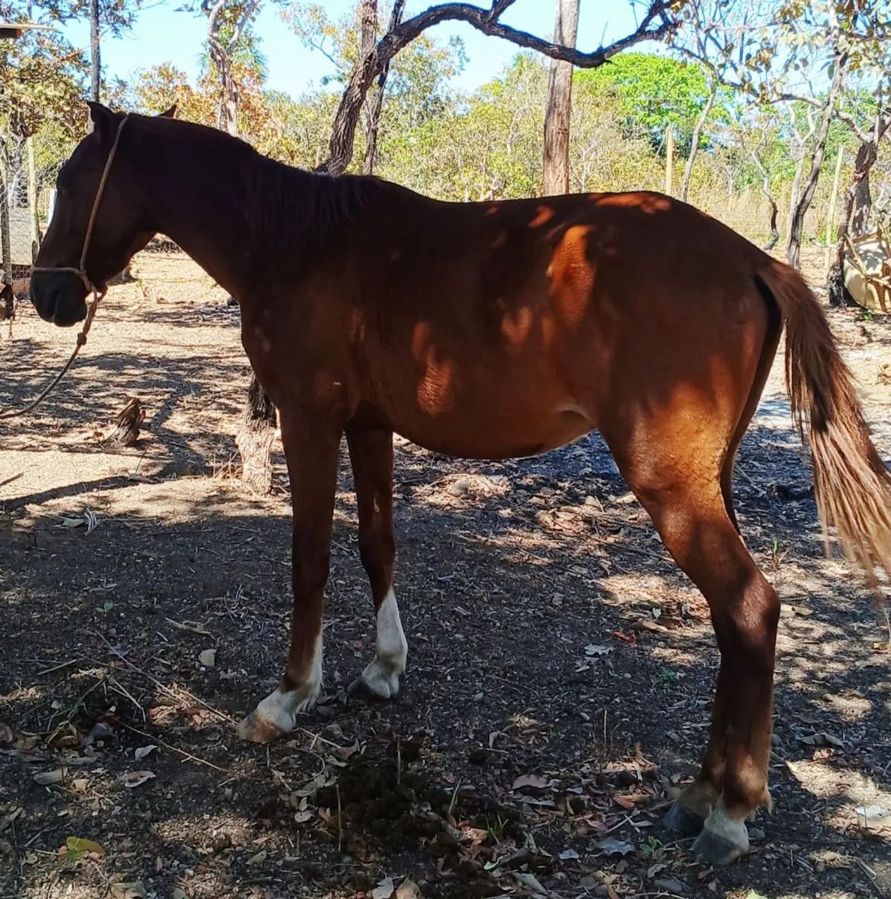VENDE POLTRO E POLTRA UM ANO E 8 MESES , MEIO SANGUE QUARTO DE MILHA  - Foto 3