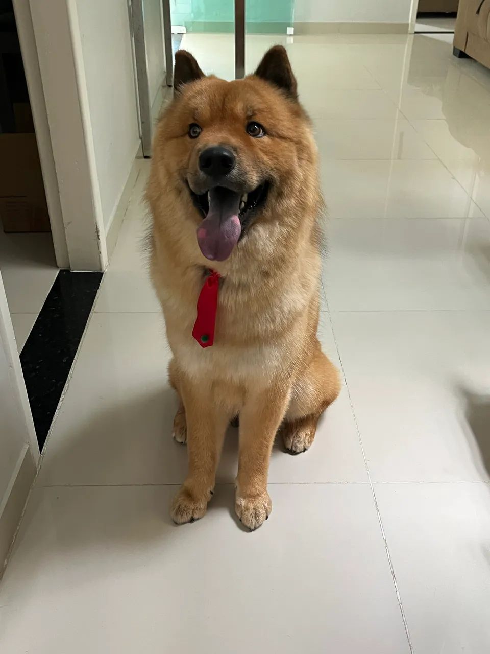 Cachorro Husky com Chow Chow para cruzar 