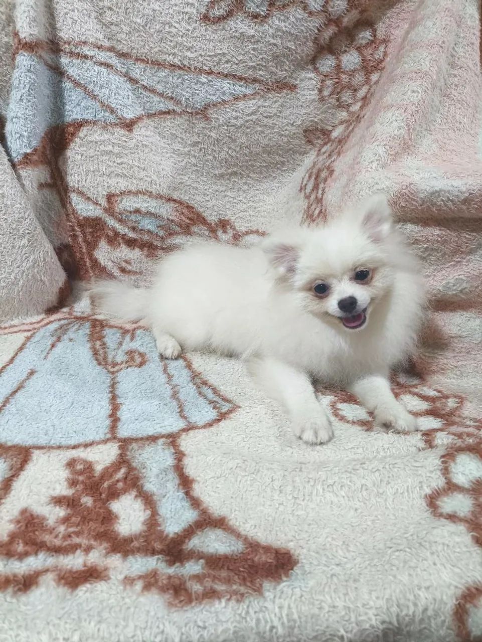 Lulu da Pomerânia femea