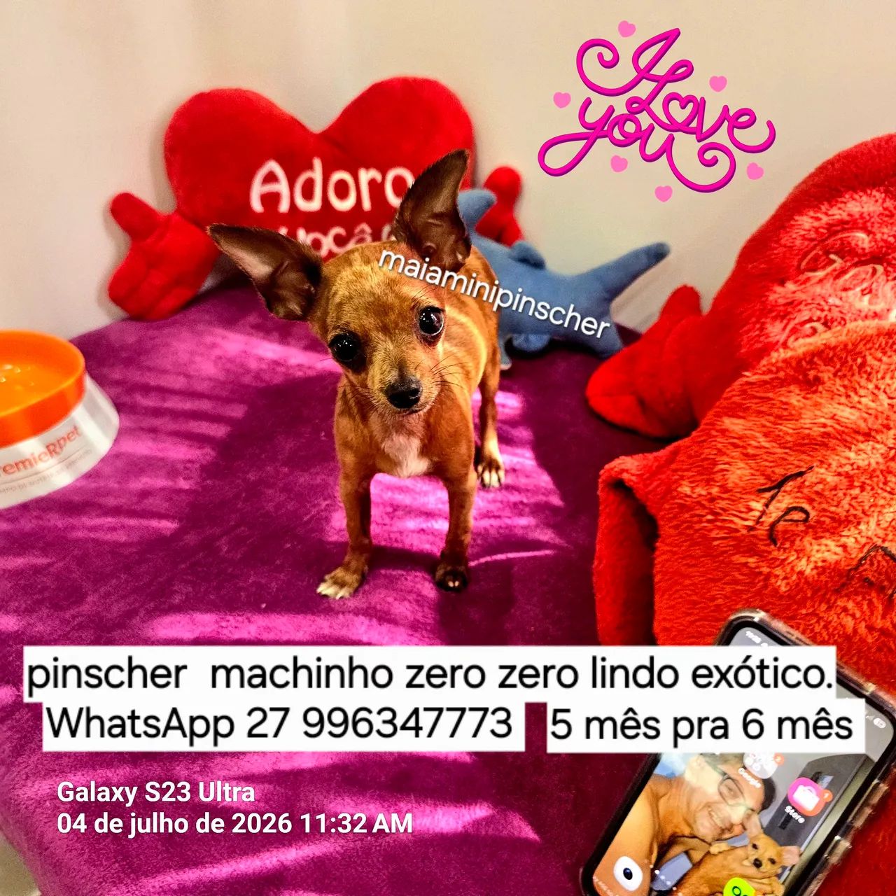 Pinscher zero zero machinho exótico  - Foto 3