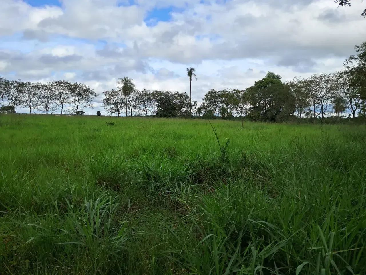 COD500- FAZENDA 23,8 HECTARES 9KM DE TERENOS/MS. - Foto 5