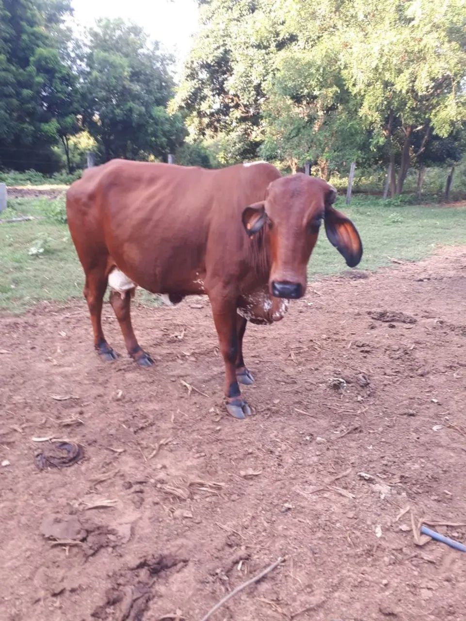 Vaca leiteira - Foto 5