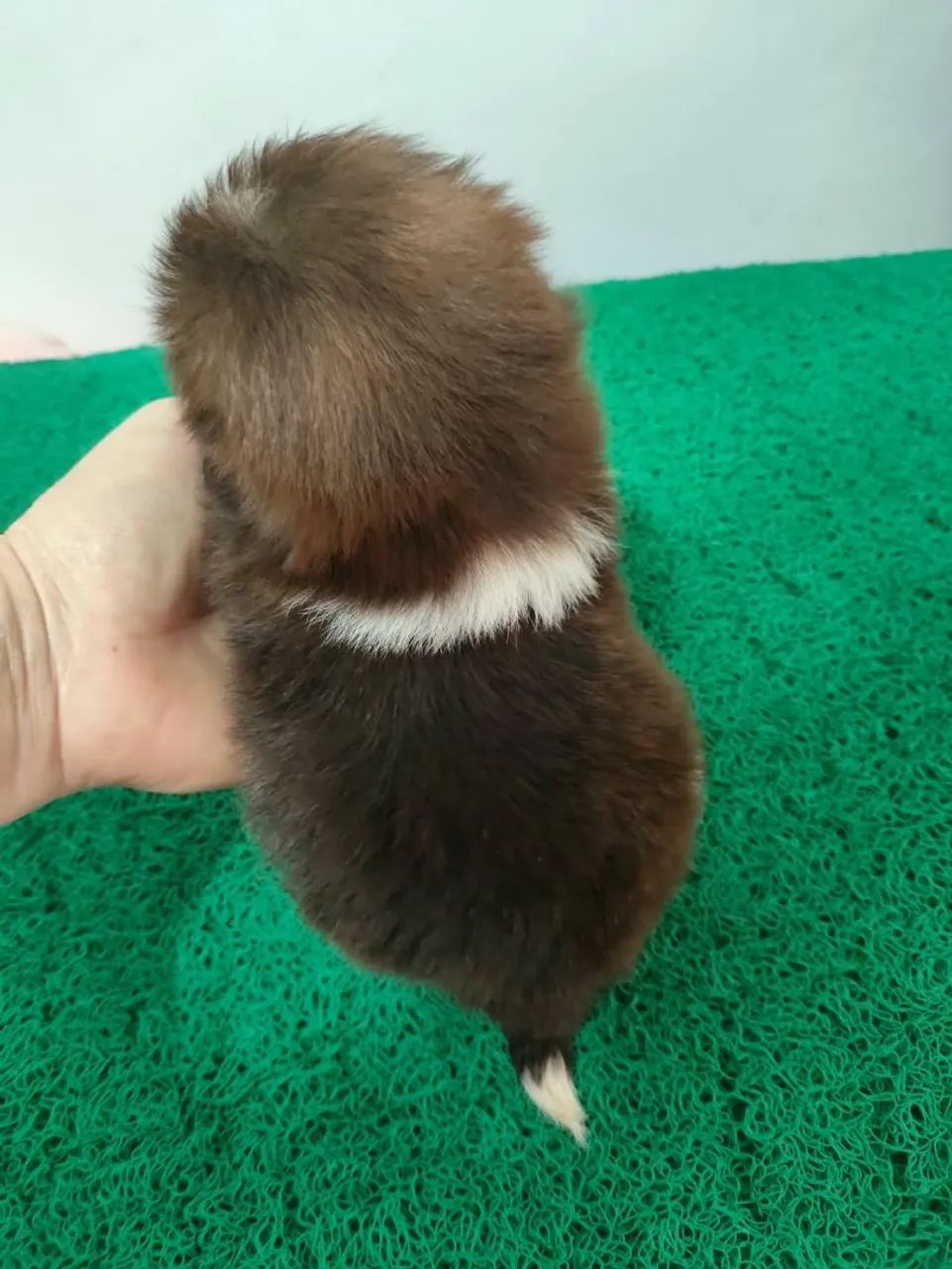 Shih tzu macho mini - Foto 3