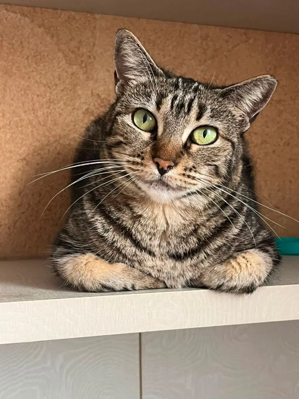 Gata Tigrada com pelagem única par Adoção Responsável  - Foto 2