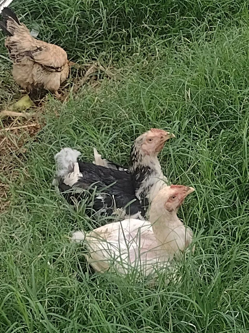 Venda de franguinhos GSB