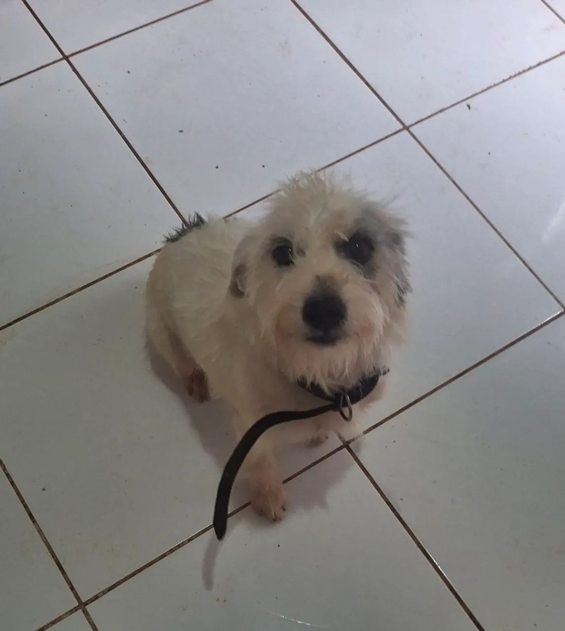 Cachorra castrada (2)