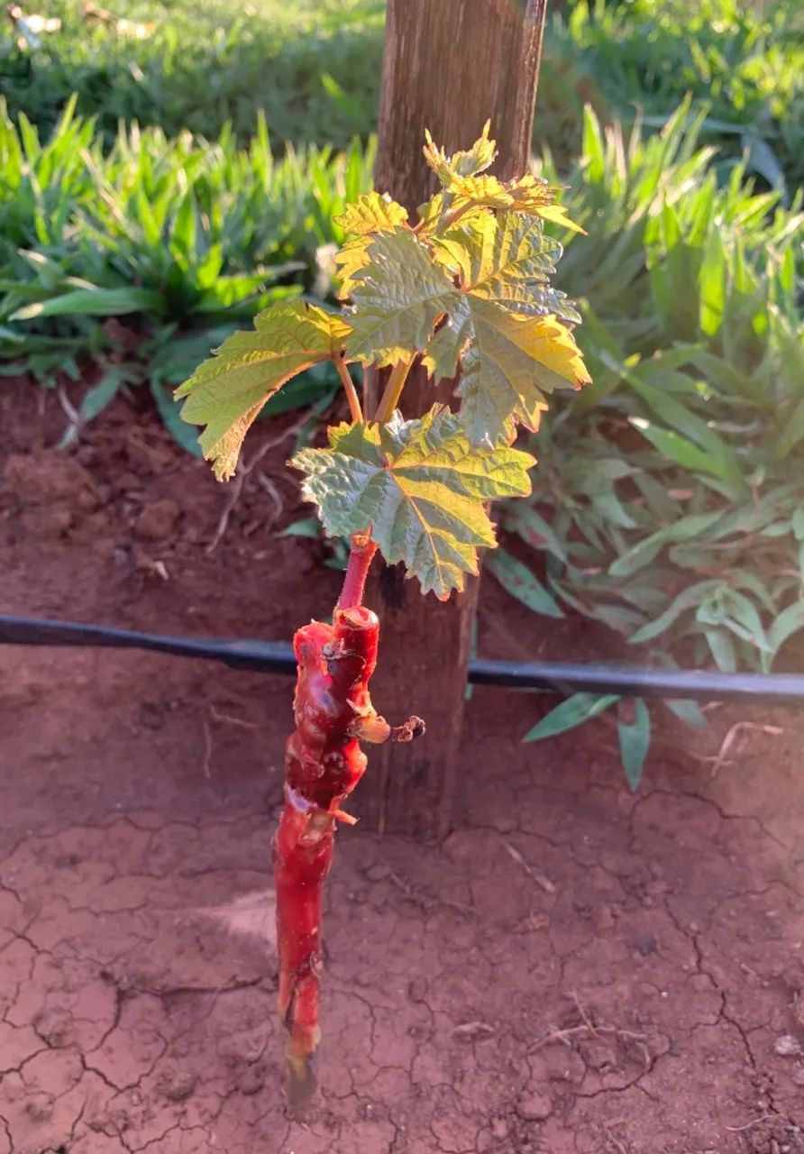Muda de uva 