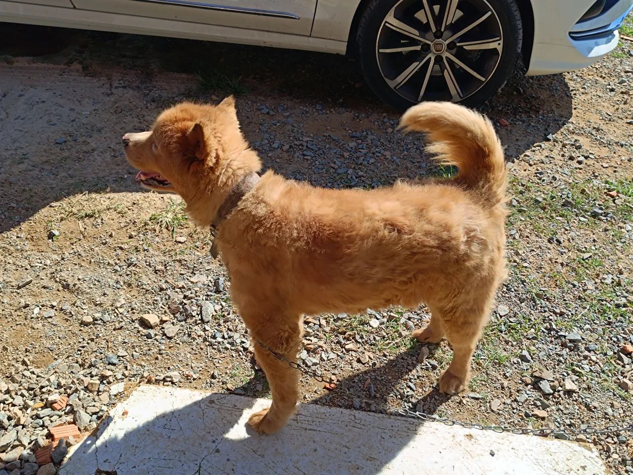 Doação cachorro chow chow  - Foto 3